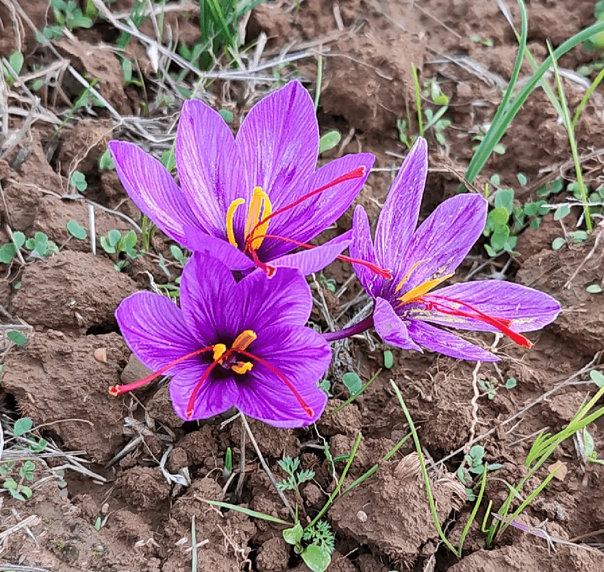 Buy kashmiri saffron online