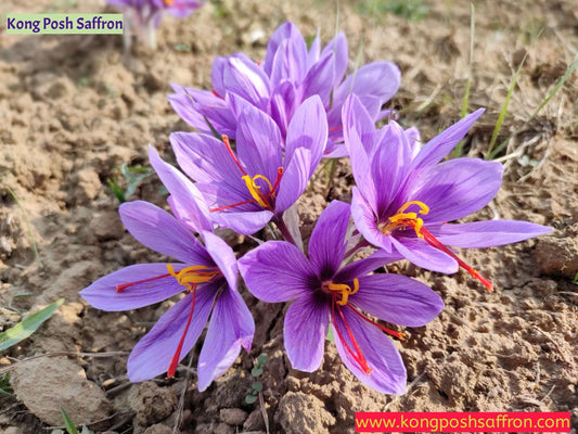 Is Your Saffron Real? Spotting Fake Kashmiri Saffron