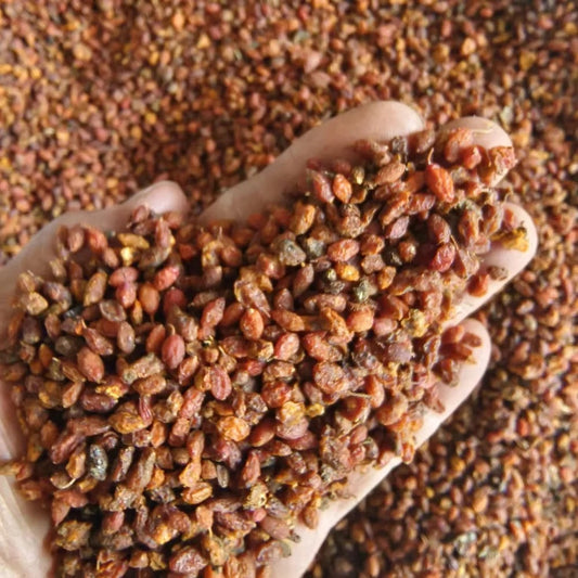 Dried Sea Buckthorn Berry – The Himalayan Superfruit You Need | BARKAH Agro Farms